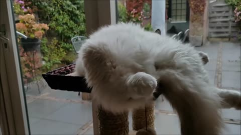 3 Minutes of a Ragdoll Cat Being a Ragdoll Cat