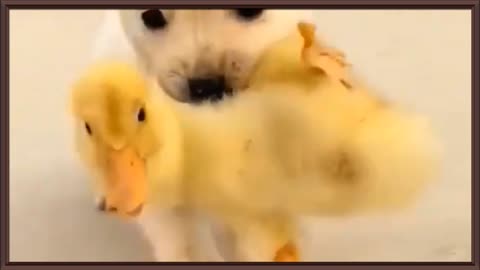 Little Dog Protects Pato 😍👏😱🙌