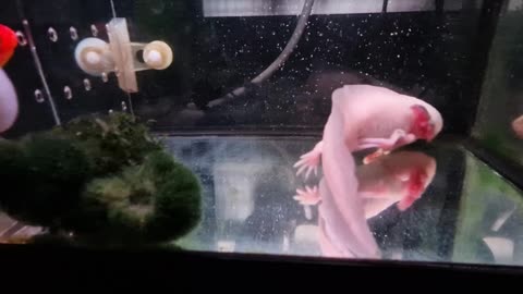 My snobbish axolotl