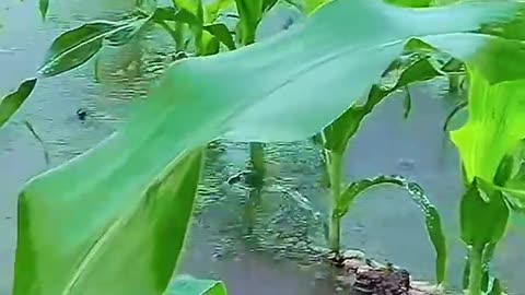 Agriculture and Rain