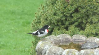 Rose-breasted Grosbeak