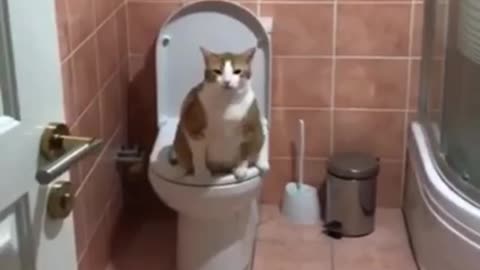 This cats just had to go!