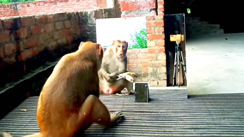 Mirror Vs Monkeys | Mirror Prank on Monkeys | Try Not To Laugh..