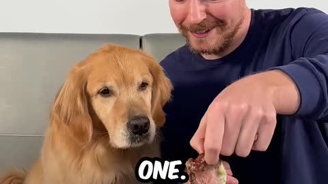 Feeding A Dog 1 vs 10,000 Steak