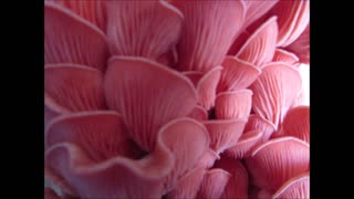 A Quick Hello Pink Oyster Mushrooms April 2023