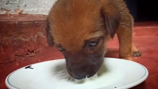 Hungry puppy