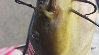 Bullhead catfish