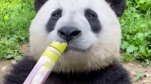 giant panda gấu trúc khổng lồ