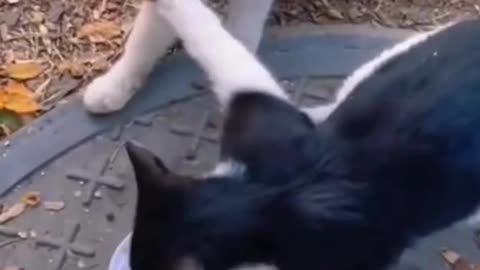 Cute cat fight