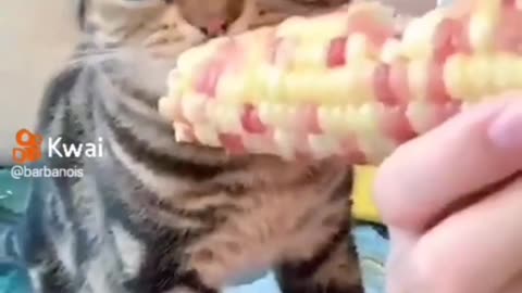 Cat's & animals funny videos