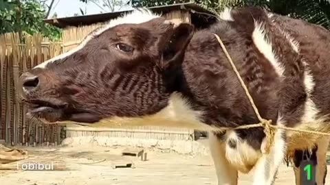 A cow with a baby at her feet is crying a lot