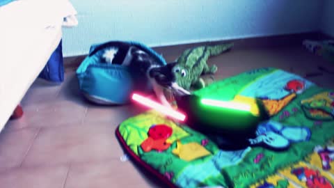 Jedi kittens face off in epic lightsaber battle