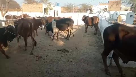 Feedlot Fattening Cow Farming in pakistan