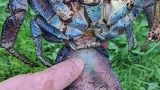Coconut Crab! #animals #nature #shorts