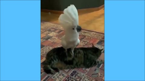 Funny Birds Meow Dance Imitate