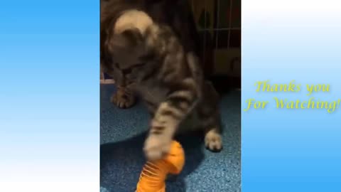 Funniest Animals - Best Of The Funny Animal Videos..😂🐱