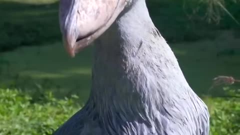 This is Shoebill Stork /Dinasour bird