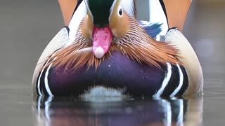 Mandarin Duck