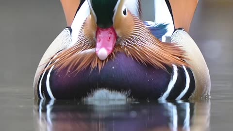 Mandarin Duck