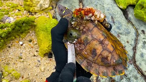 Lucky sea turtle were rescued in time to remove barnacles and the net clinging to the shell