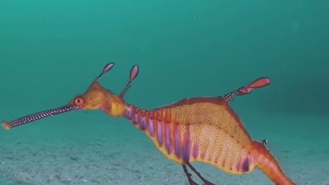 Beautiful Sea Dragon 😍