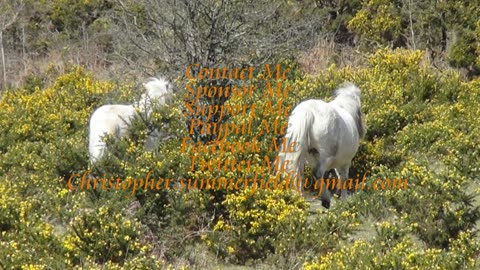 Dartmoor Hill ponies 31st March 2016