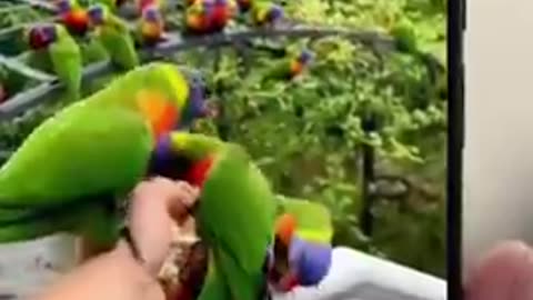 Parrot Brings All His Friends After Being Saved