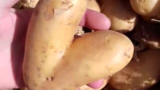 CCRES Potatoes by Zeljko Serdar