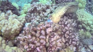 Attack and predation..! Murray on the Octopus - HD video - 4