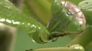 Differents Insects [Free Stock Video Footage Clips]