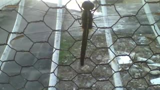 Pretty green and brown dragonfly is seen in the window grille [Nature & Animals]