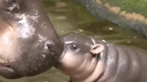see what a baby hippopotamus looks like
