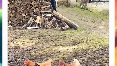 Two Chickens Team up to Fight a Cat Such a great chickens teamwork.