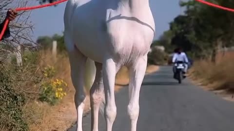 White beauty Horse