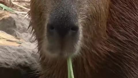 World’s Chillest Animal- Capybara