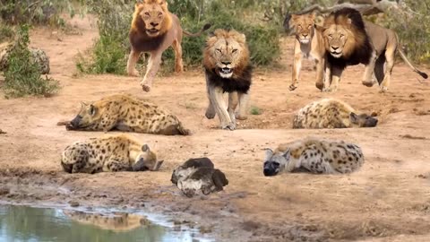 OMG! King Lion destroy Hyena cubs stupid go into his territory! Epic battle of King Lion Vs Hyena