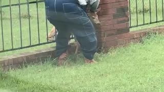 Man Rescues Fawn Stuck in Fence