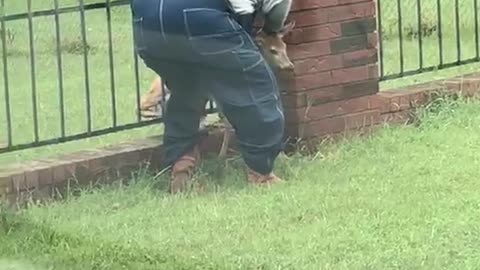 Man Rescues Fawn Stuck in Fence