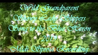 Wild Grandparent Showy Lady Slippers Song to the Blue Heron 2019