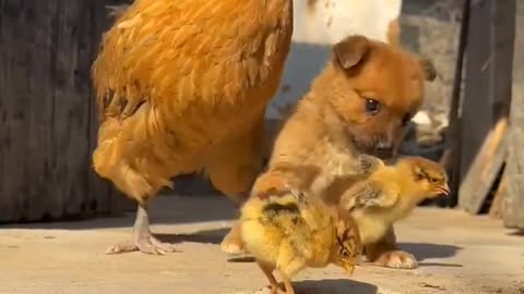 cute puppy playing with chicks