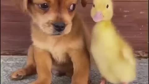 Funny animal videos