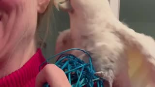 Boo's Toy Love Affair: Cockatoo Hormone Season Woes 😅🦜