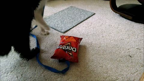 Dogs working for Doritos