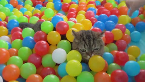 Cats vs Ball Pit Kittisaurus