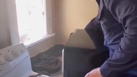 Two carpet pythons found behind a microwave in the Sunshine Coast