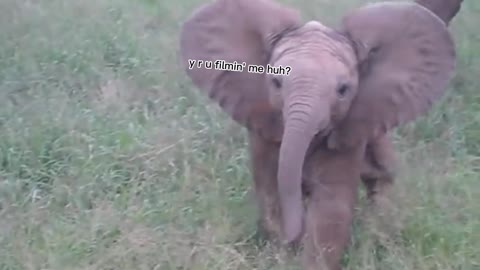 Cute aggressive baby elephant 🥰 | funny moment