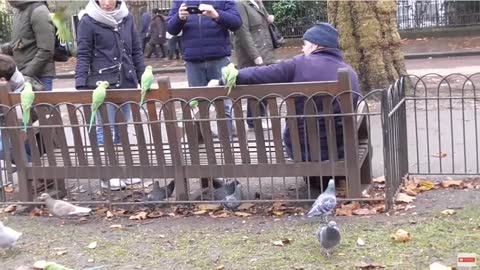 PARAKEETS ON THE BENCH ST JAMES PARK LONDON 23/11/2019
