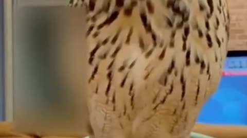 Owl funny video 😂😂 | animal funny video 😄 | funny video, English funny video 😄