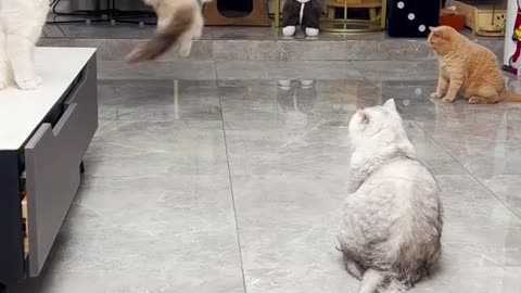 Very cute 😸 cat's playing