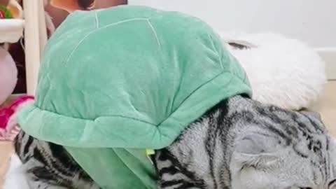 Buy a turtle shell for your cat😂